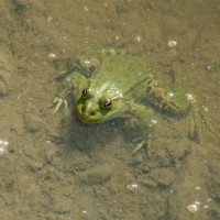 Marsh Frog